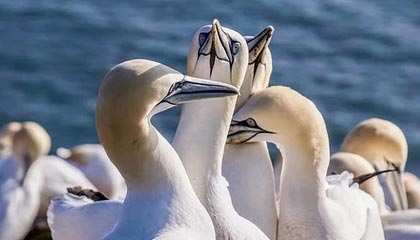 天长伴游招聘,风信子伴游网